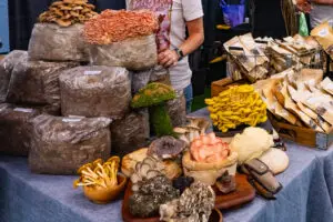 Table at oklahoma mushroom festival displayinmg an impressive variety of mushroom fruiting bodies.